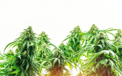 How to grow cannabis for the first time