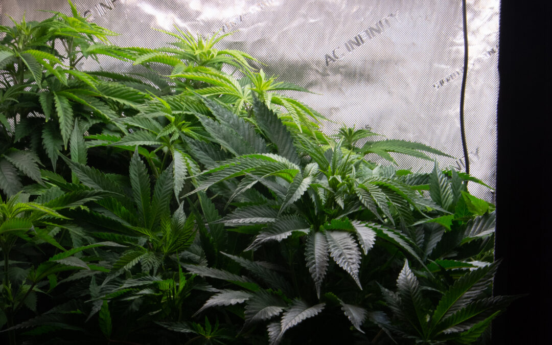 Cultivo de cannabis en interior