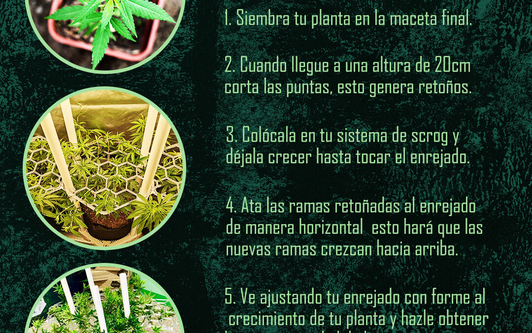 5 pasos para hacer ScrOG (Screen OF Green)