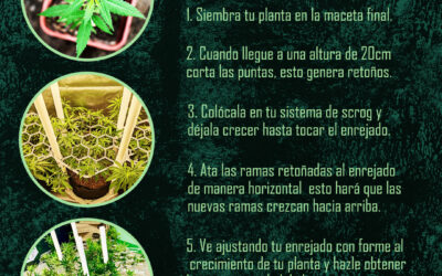 5 pasos para hacer ScrOG (Screen OF Green)