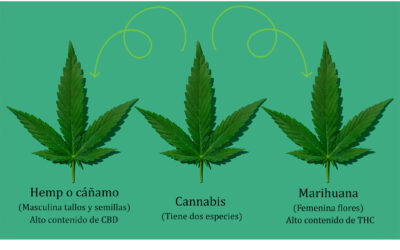 Cannabis (Cáñamo VS Marihuana)