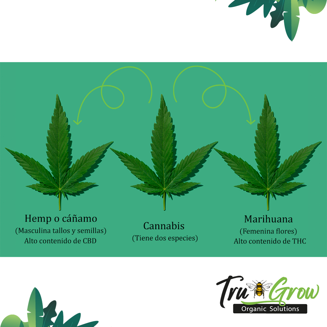 El cáñamo y la marihuana son dos variedades del cannabis sativa ???? El cáñamo tiene alto contenido de CBD, su cultivo es para la industria siendo sus tallos y semillas lo que se utiliza en la producción. La marihuana tiene alto contenido en THC, de uso medicinal y recreativo, son las flores lo que se busca cosechar de este cultivo.