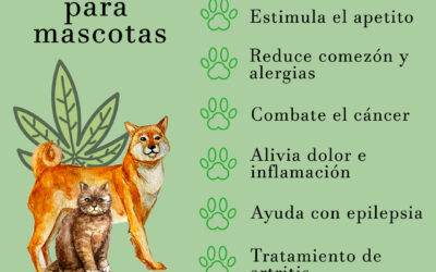 CBD para mascotas