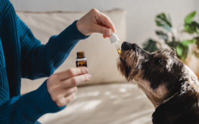 CBD para mascotas, lo que debes saber.